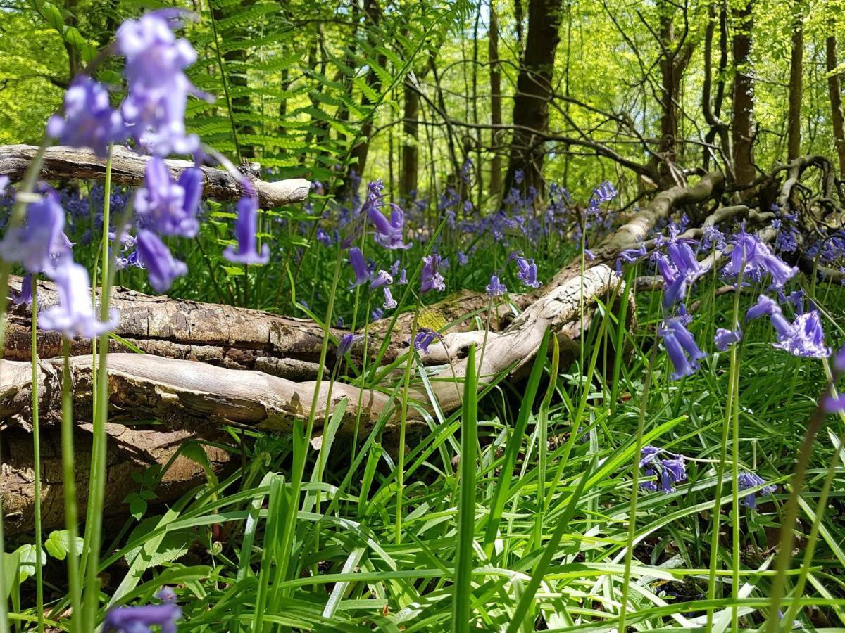 Wildwood B&B Lymington Ngoại thất bức ảnh